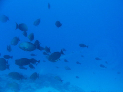 日本的gdp是中国的多少倍