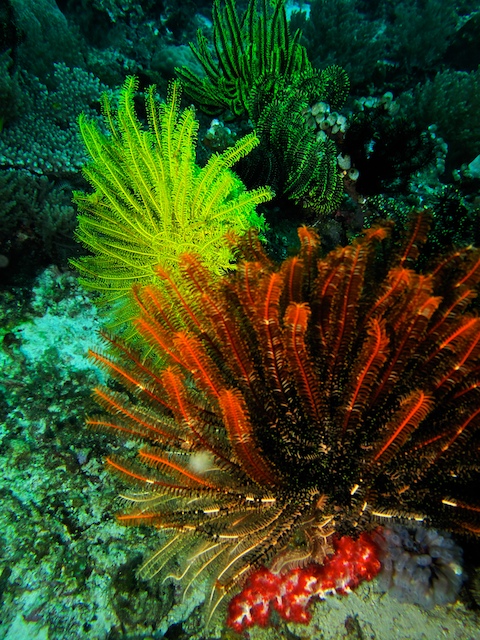 美丽的珊瑚,绚烂的海底