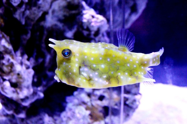 北京海底世界哪个比较好点 wKgBZ1iziYWAeipFAAlkDof2UeI77.jpeg?imageView2%2F2%2Fw%2F600%2Fh%2F600%2Fq%2F90