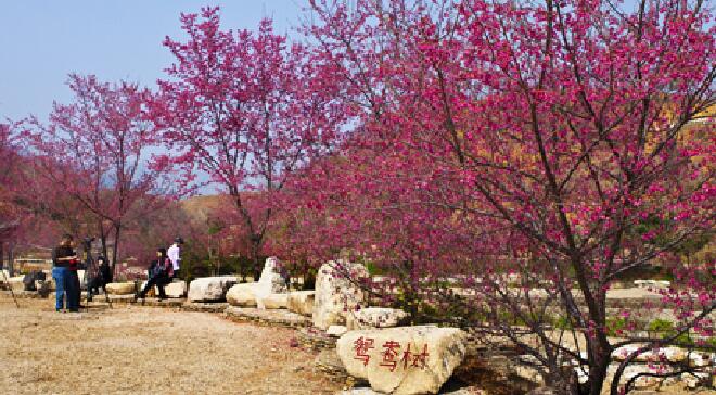 深圳出发 新丰广东最大樱花基地 樱花峪赏樱花一日游