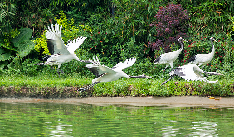 广州 番禺长隆飞鸟乐园\/鳄鱼公园 门票(自动出