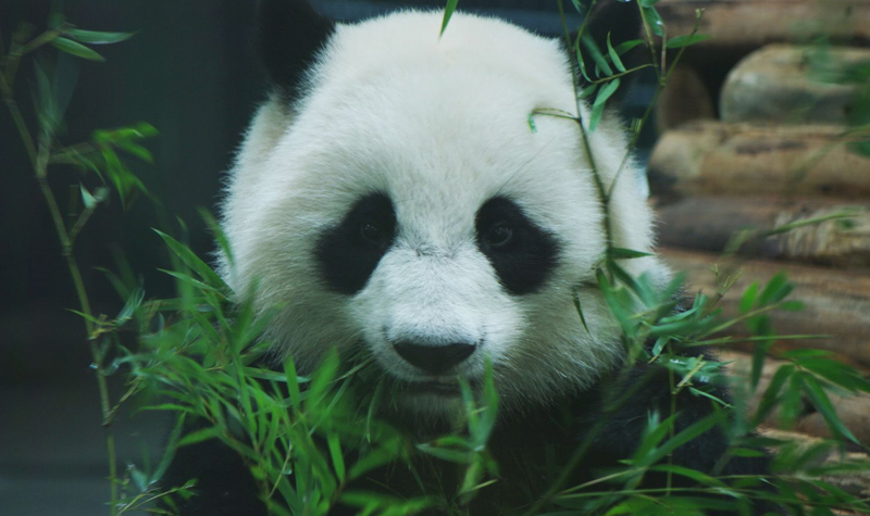壁纸 大熊猫 动物 800_475