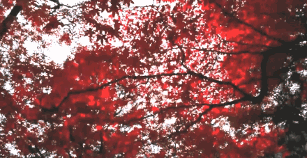 5小时探索枫林半日游 高台寺 清水寺 三年坂二年坂(门票全包/专业司导