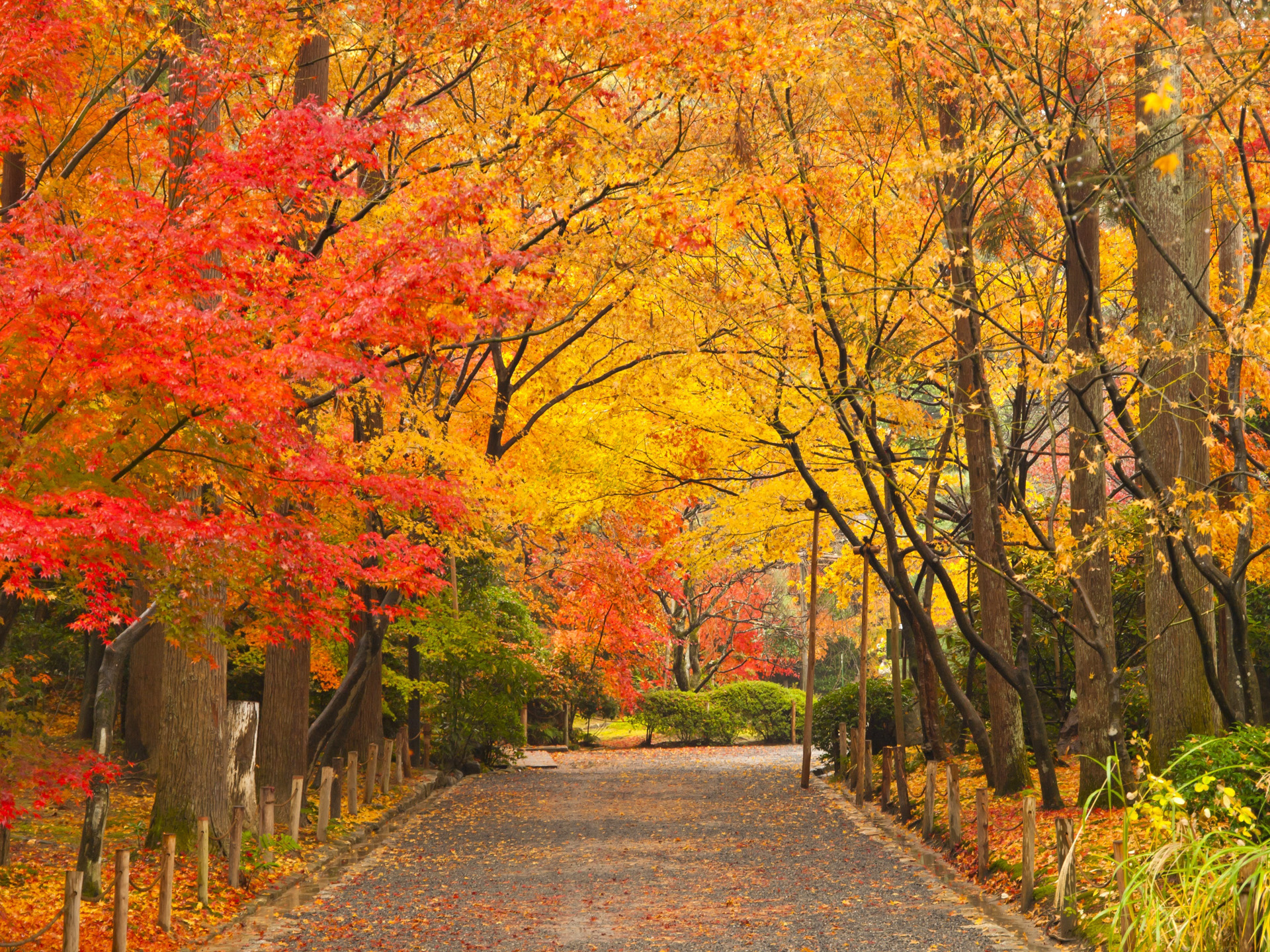 一.北海道——赏枫时间:9月中旬—11月中旬