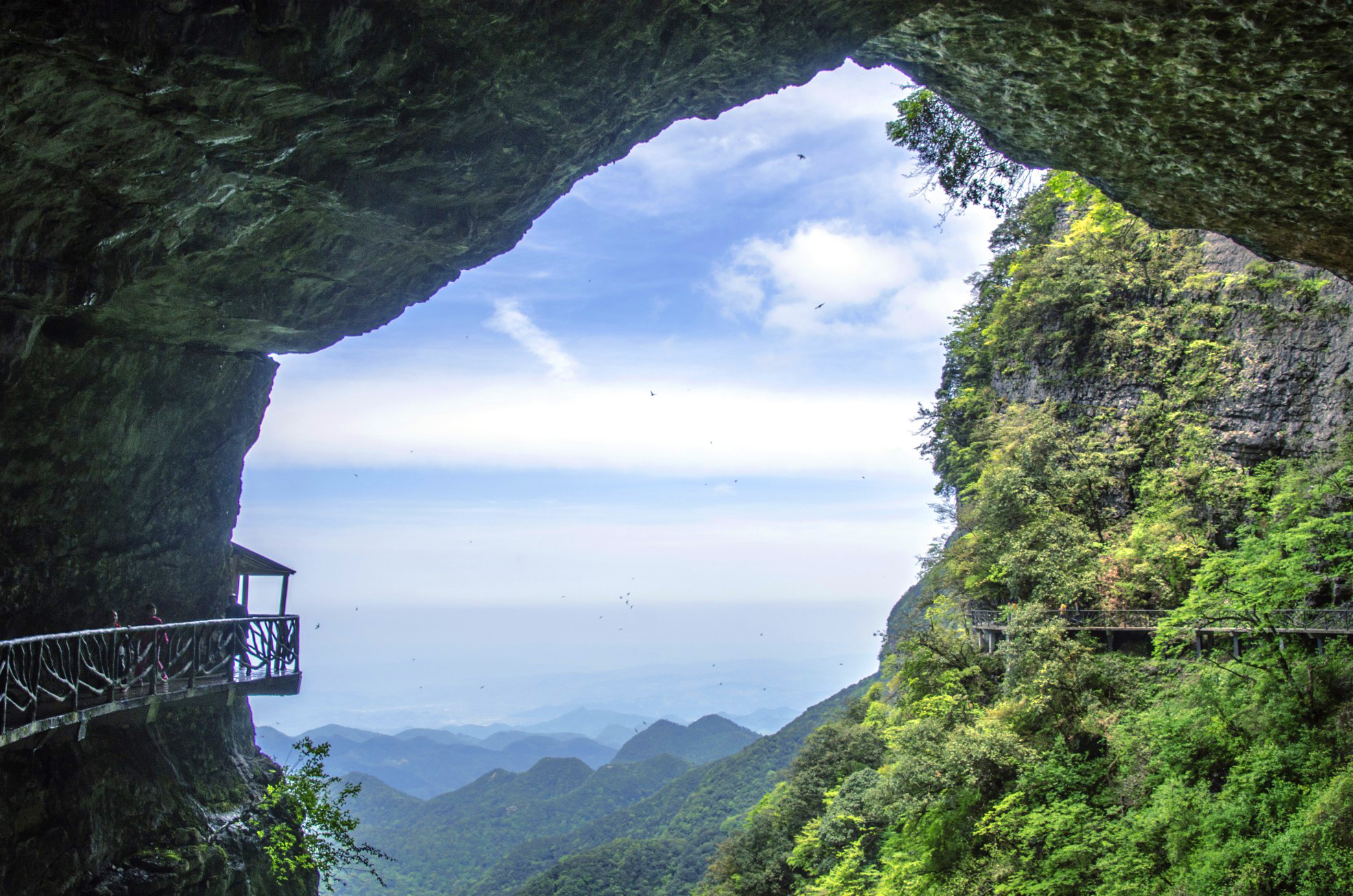 重庆金佛山:大树杜鹃 风中绽放