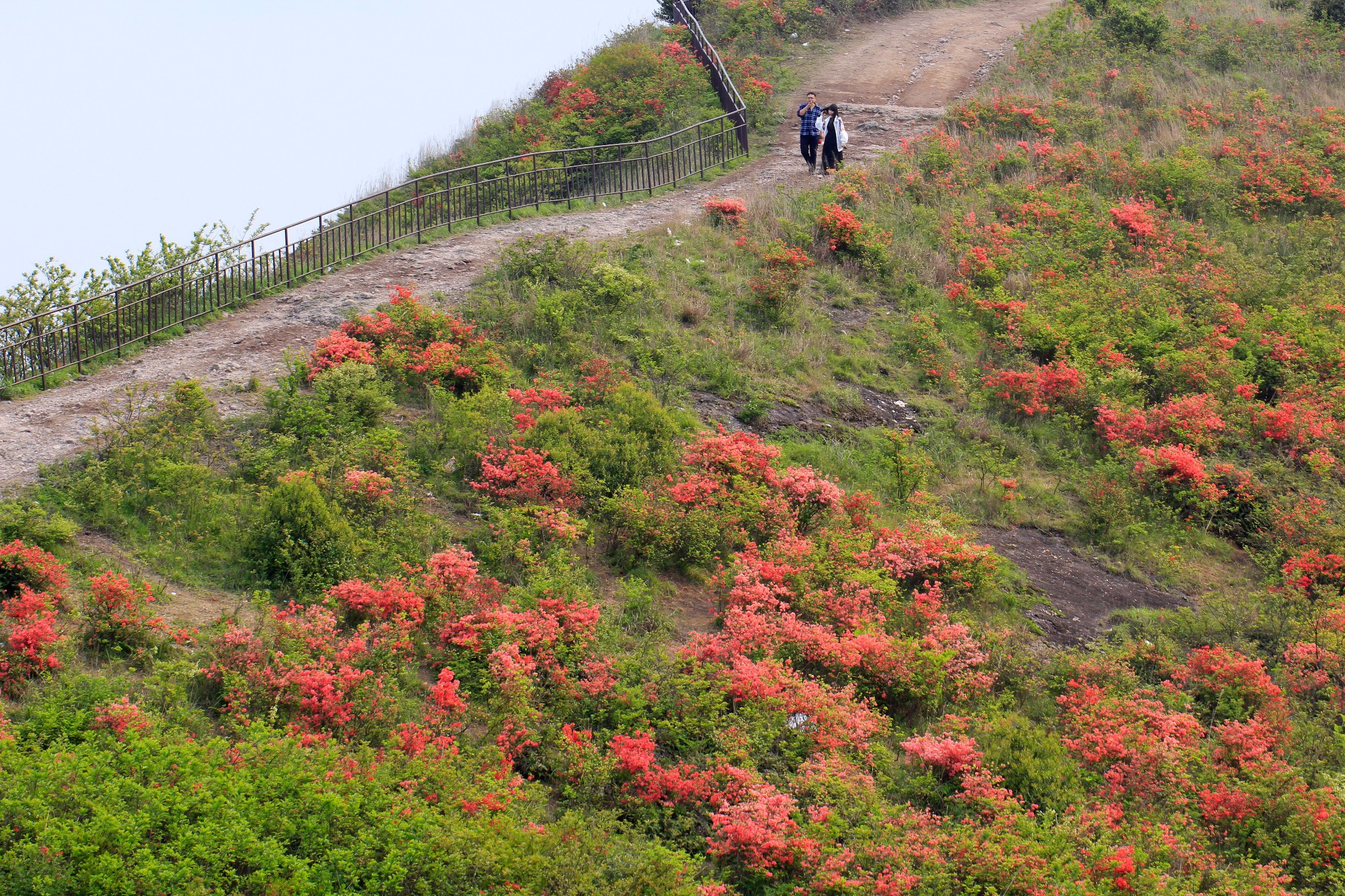 上保山上杜鹃开,温岭旅游攻略 - 蚂蜂窝