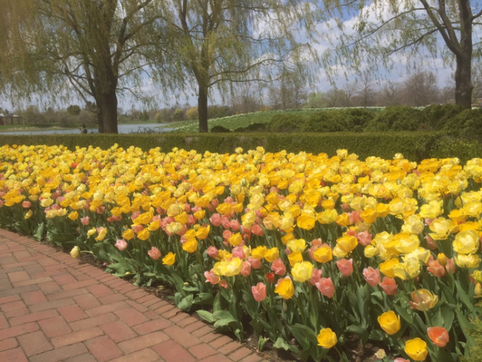 被称为风城的芝加哥天气经常很糟糕吗