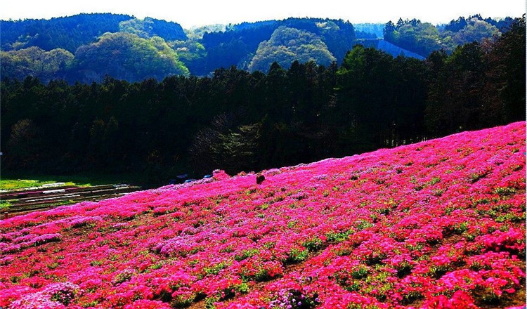 四川绵阳 药王谷风景区门票