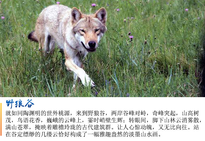 锡林郭勒大草原 乌拉盖 布林泉 贺斯格淖尔 野狼谷 蒙古汗城 成吉思汗