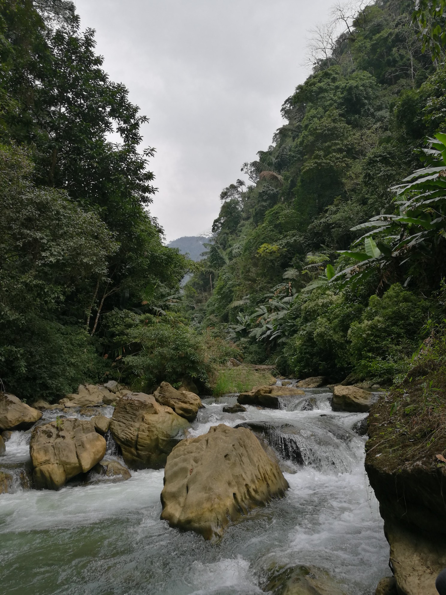 探访个旧绿水河热带雨林