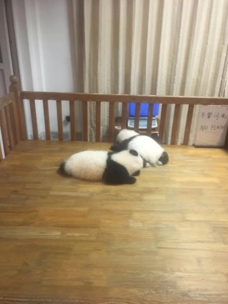 熊猫的视频 纪录片 wKgBZ1nfOrGAbzCOAAHuoTdxjVU11.jpeg?imageView2%2F2%2Fw%2F600%2Fh%2F600%2Fq%2F90