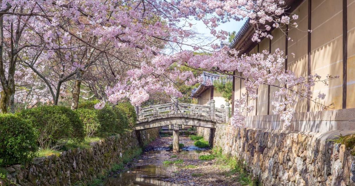 樱花季特定 日本京都岚山小火车 龟冈--嵯峨单程车票岚山嵯峨野小火车