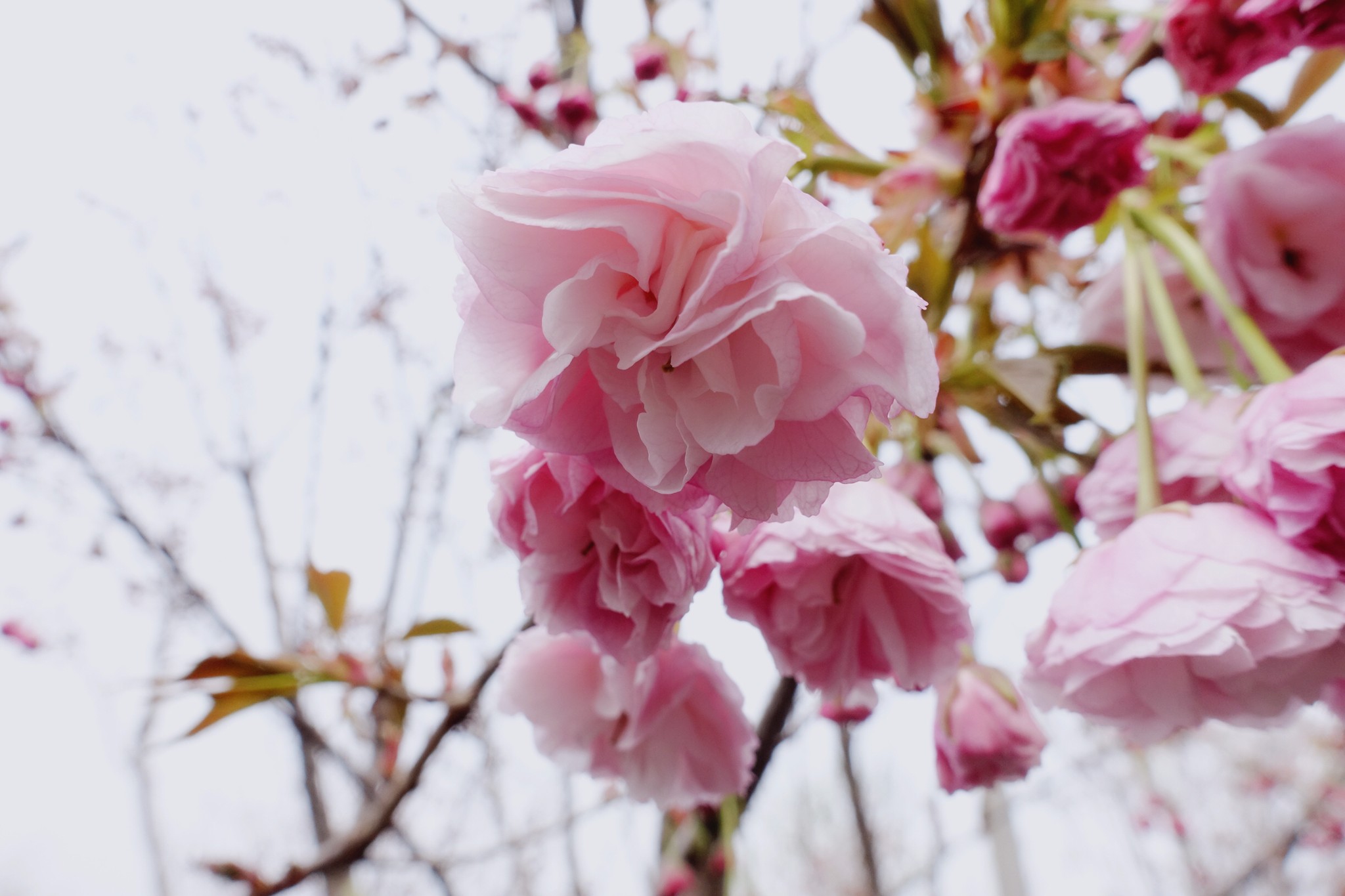 【南昌】凤凰沟樱花节,春游一日