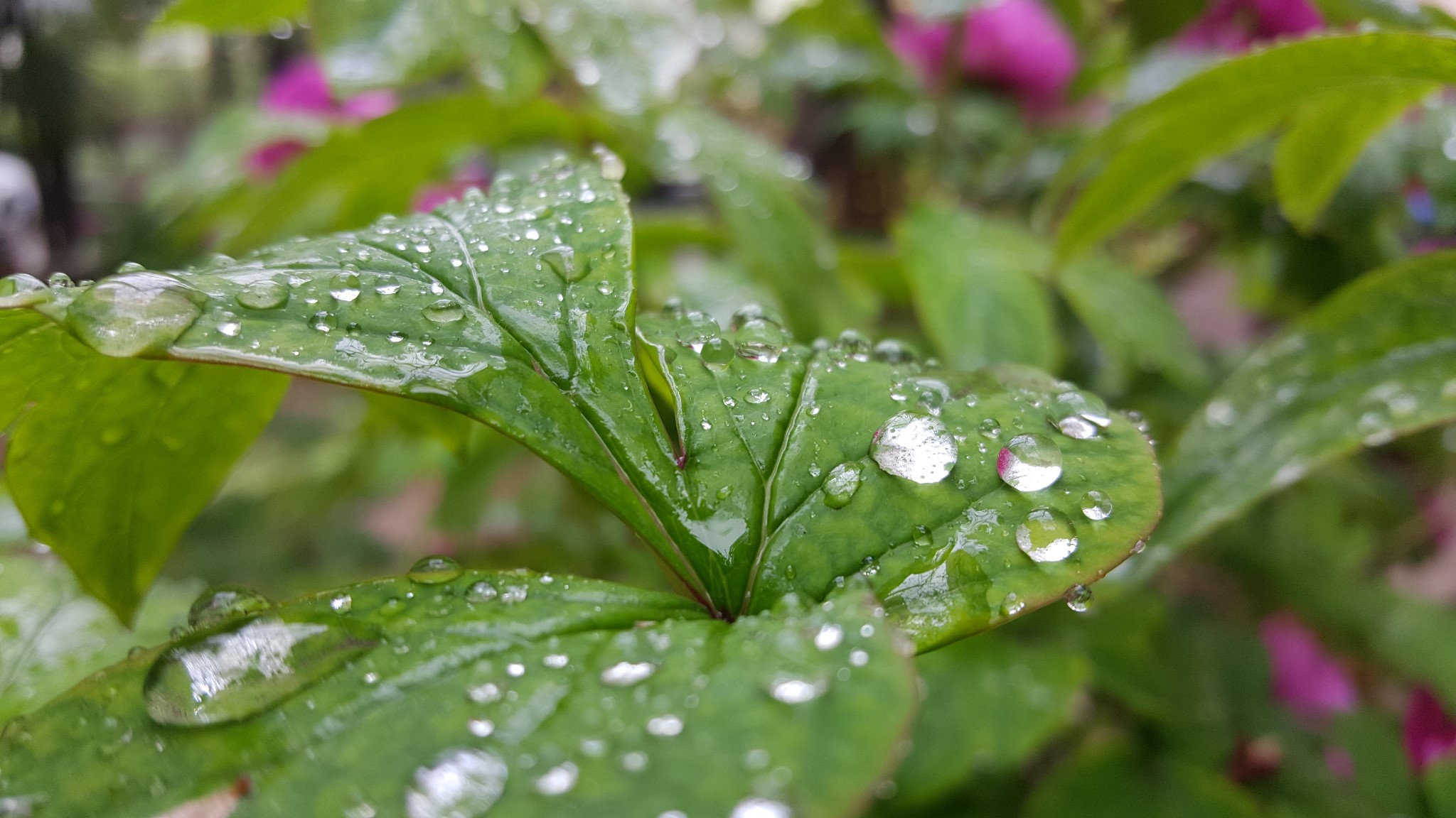 想去洛阳看牡丹，怕错过花期，想问一下什么时间去比较合适