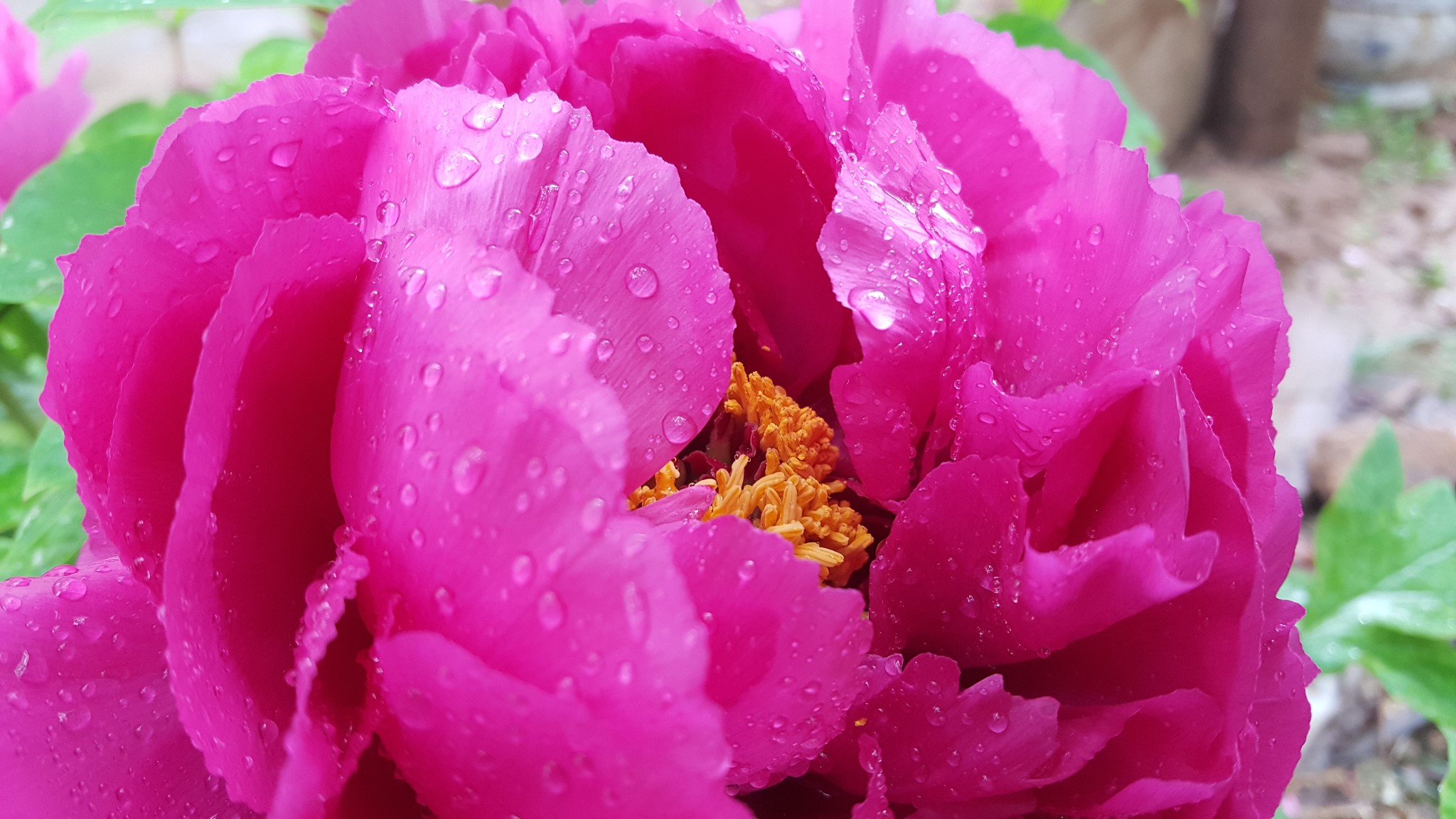 想去洛阳看牡丹，怕错过花期，想问一下什么时间去比较合适