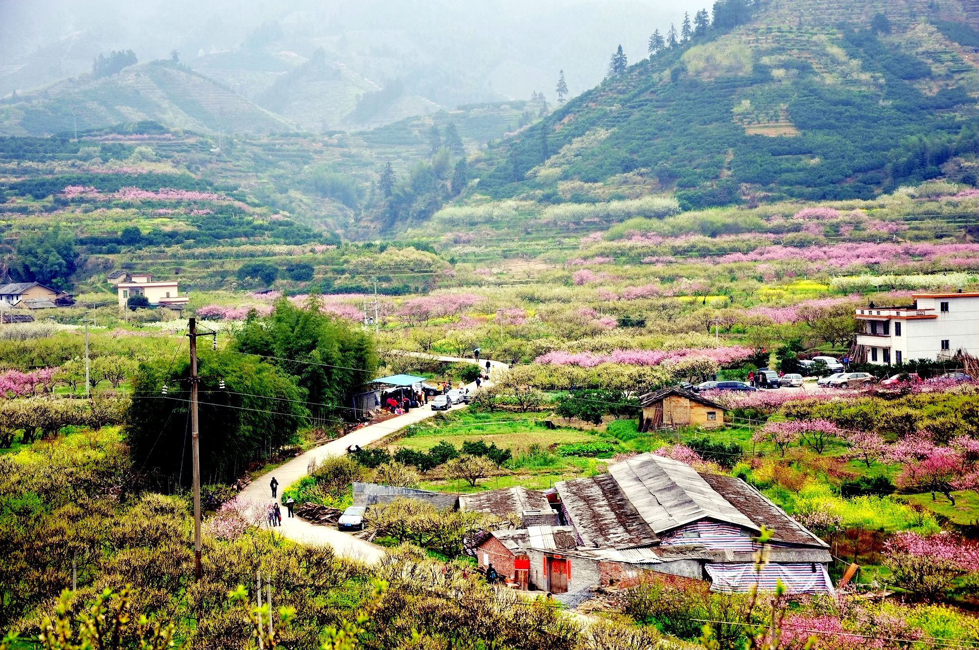 【桃花季】深圳/东莞出发 乐昌九峰桃花 乡村农家花海 南华寺 乡村