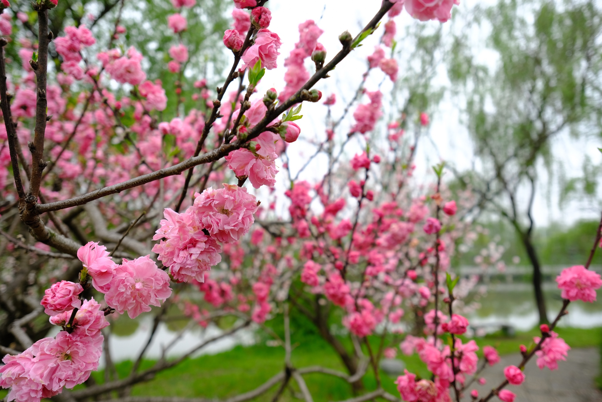 南京哪里赏花好,南京赏花好去处,南京赏花地点有哪些