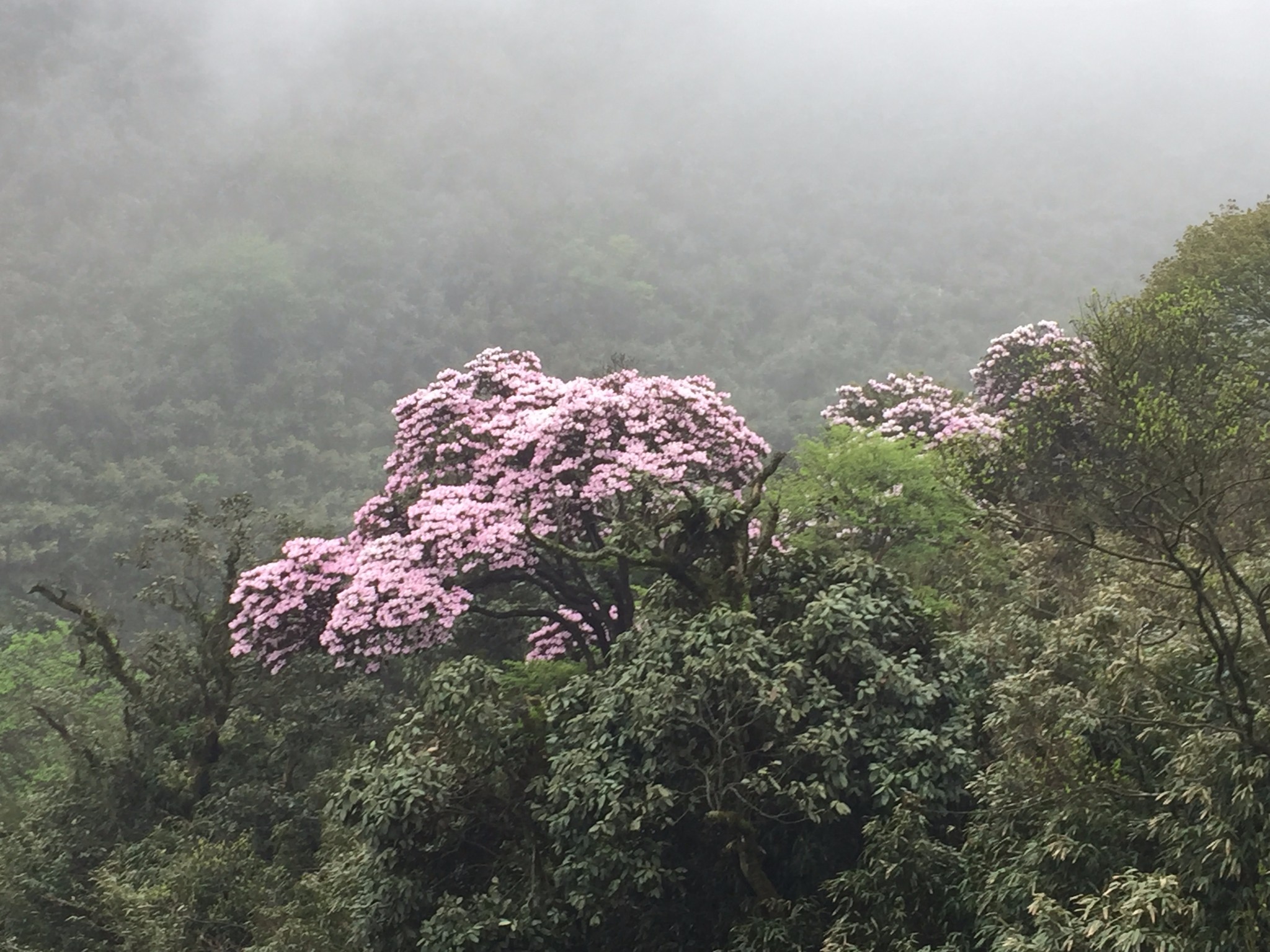 重庆金佛山:大树杜鹃 风中绽放