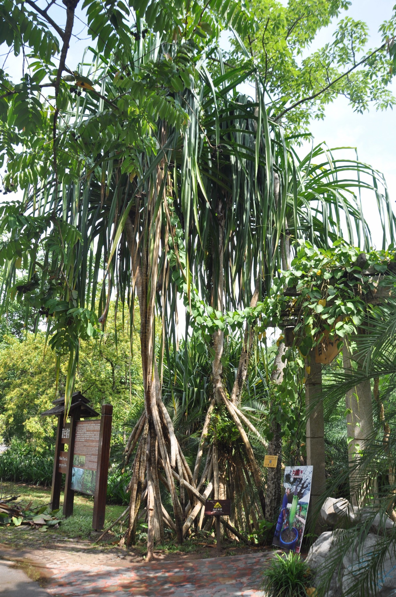 中国科学院西双版纳热带植物园  