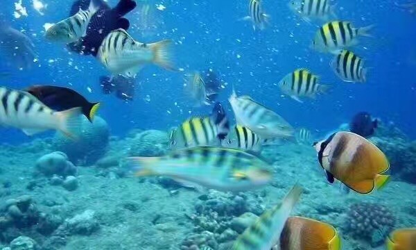 哪里的大海最清澈 wKgBZ1mMFcWAWTRXAAD9EpHqQZ414.jpeg?imageView2%2F2%2Fw%2F600%2Fh%2F600%2Fq%2F90