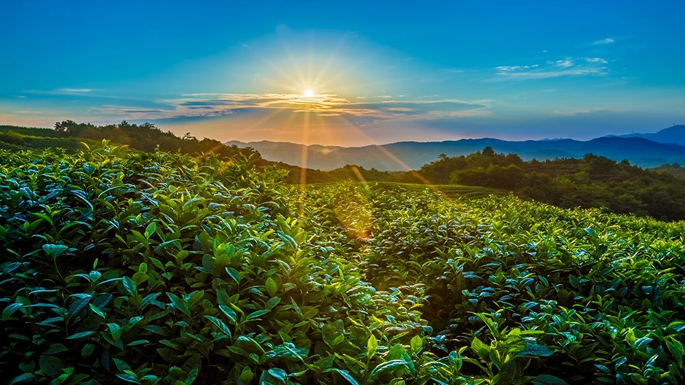            西双版纳茶马古道
