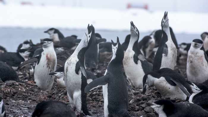 哪个季节去南极好?什么时候去南极最好