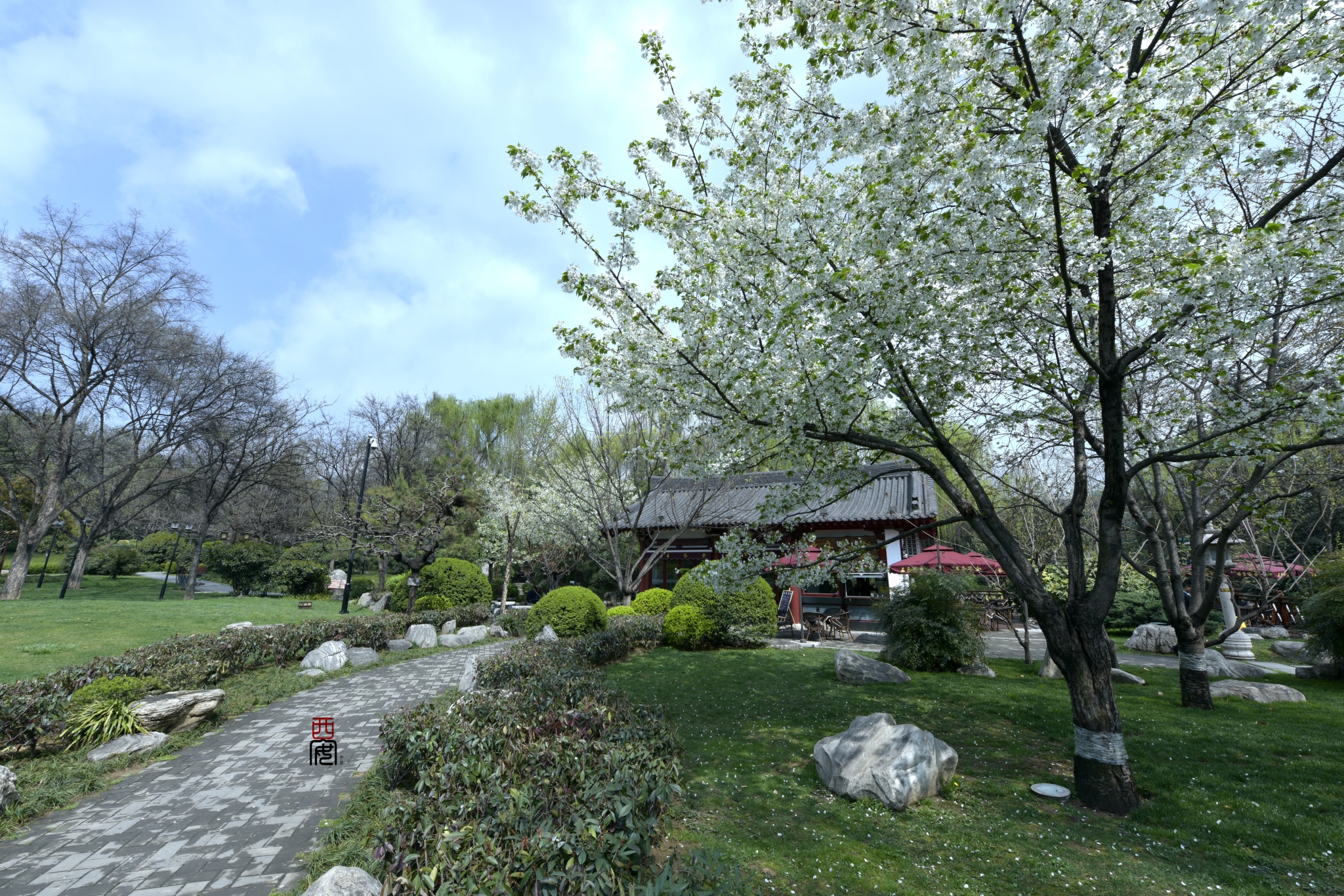 西安看樱花,来这两座寺庙