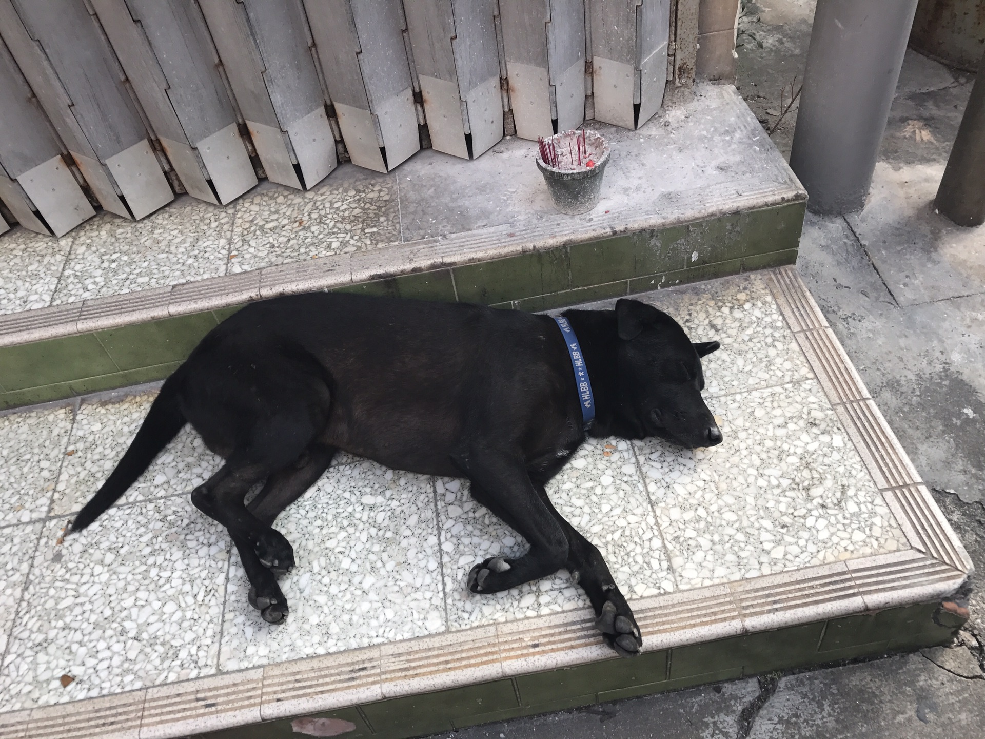 专心睡觉的小黑狗