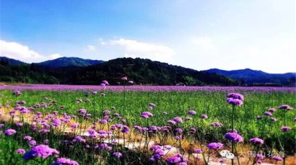 浏阳大围山香薰花海门票