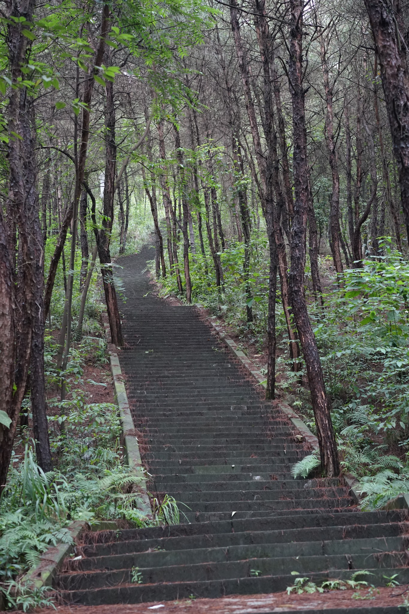 我的闲散时光——玉峰山龙门步道