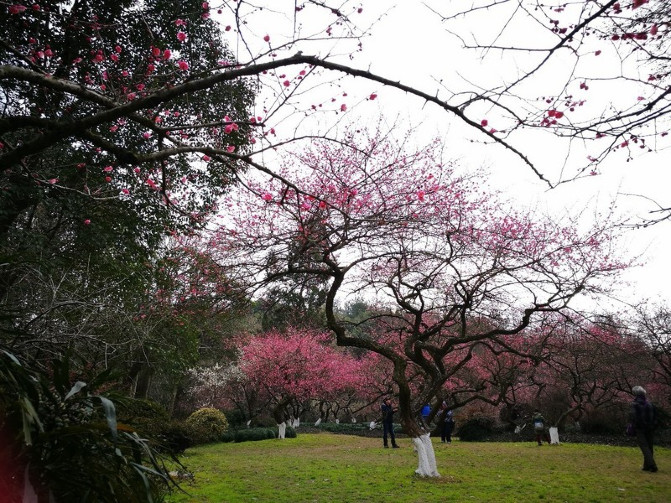 杭州灵峰探梅