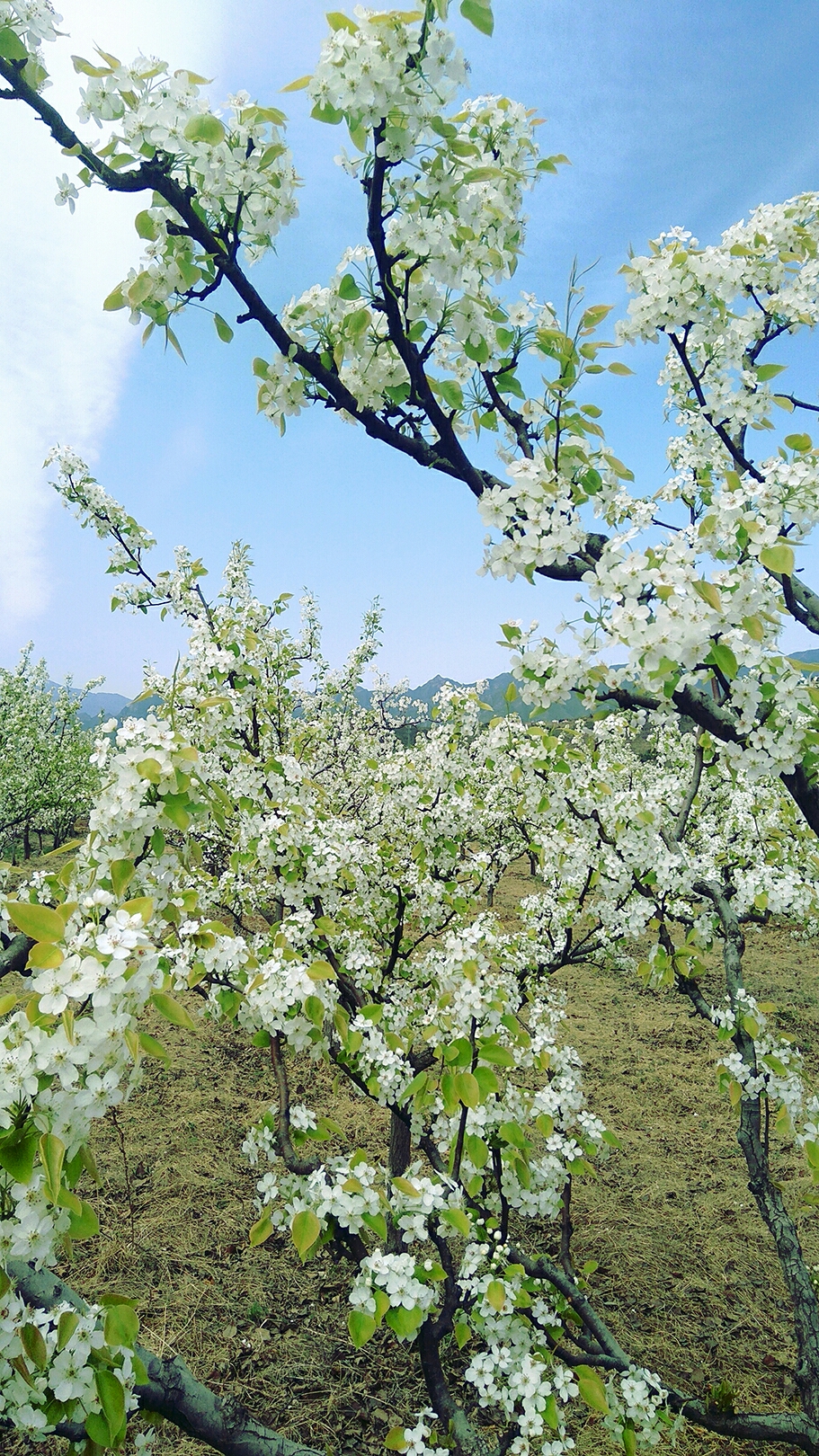 东山贡梨园,开启赏花之旅.,门头沟旅游攻略 - 马蜂窝