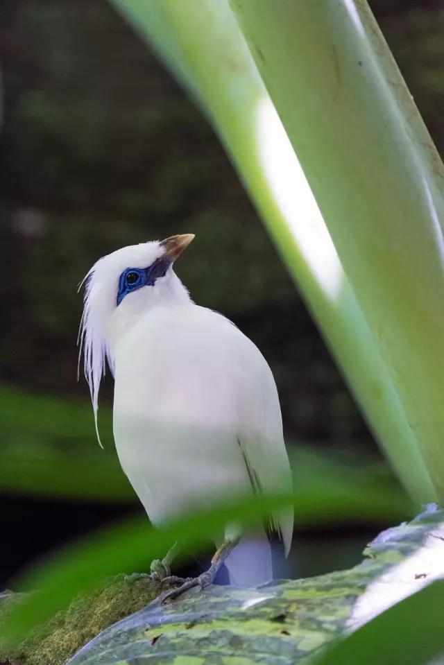 长冠八哥和天堂鸟之地:巴厘岛鸟类公园