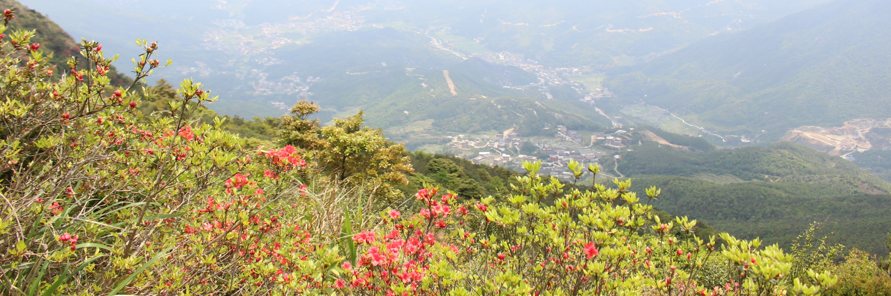 杜鹃花开正当时2017四月南安芹山厦门云顶山穿越