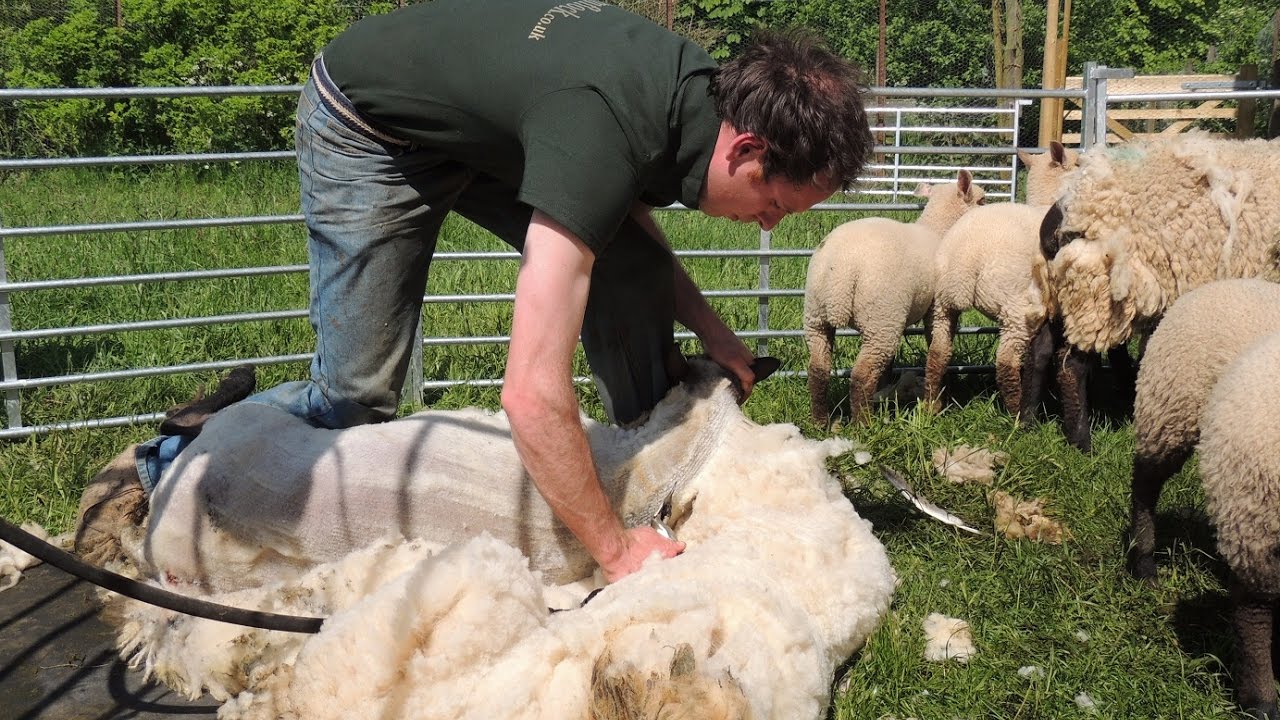澳大利亚的羊毛制品以密度高,保暖能力出色而闻名世界,塔州当然也如此