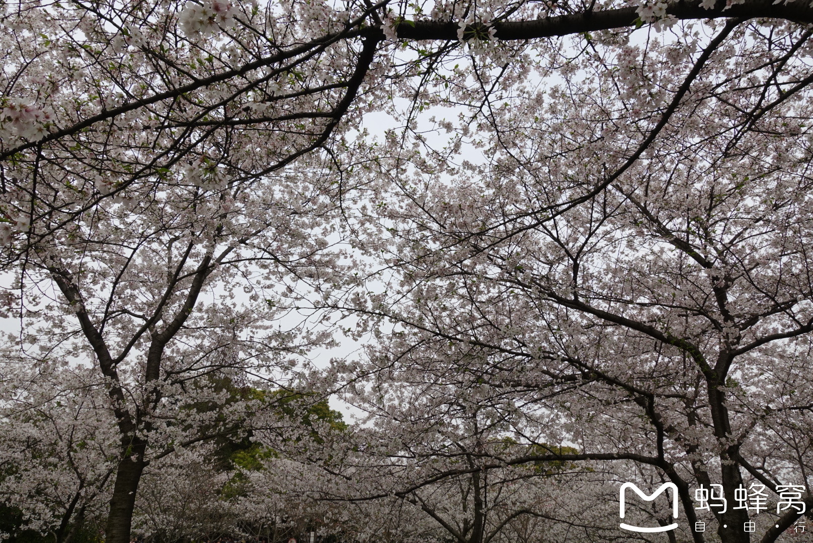 樱花汉话