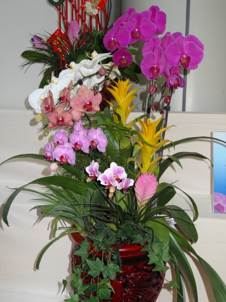 无忧树开花 wKgBZ1i1fFKAVAeTAAw57fHGs4454.jpeg?imageView2%2F2%2Fw%2F600%2Fh%2F600%2Fq%2F90