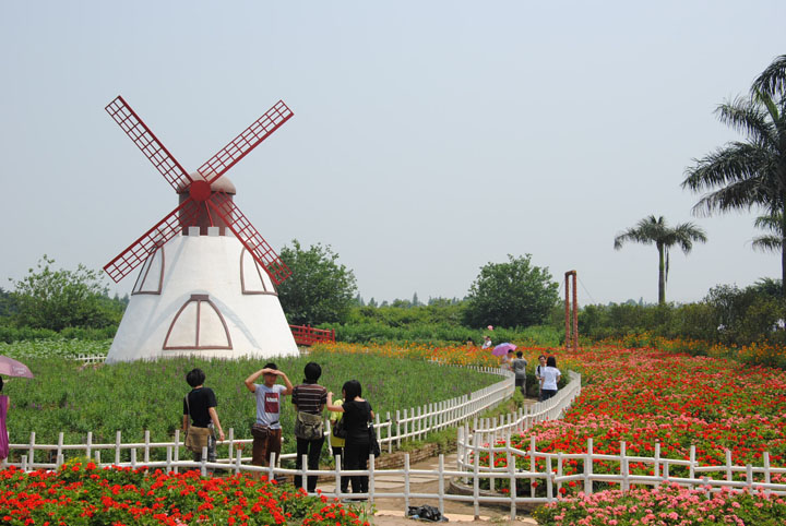 广州花海南沙百万葵园