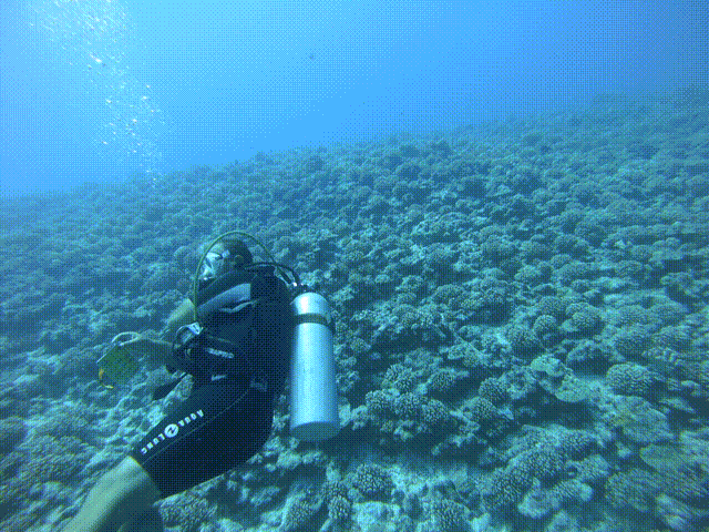 deep sea fishing scuba diving 水肺潜水