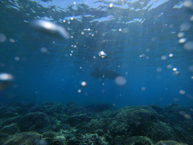 deep sea fishing scuba diving 水肺潜水