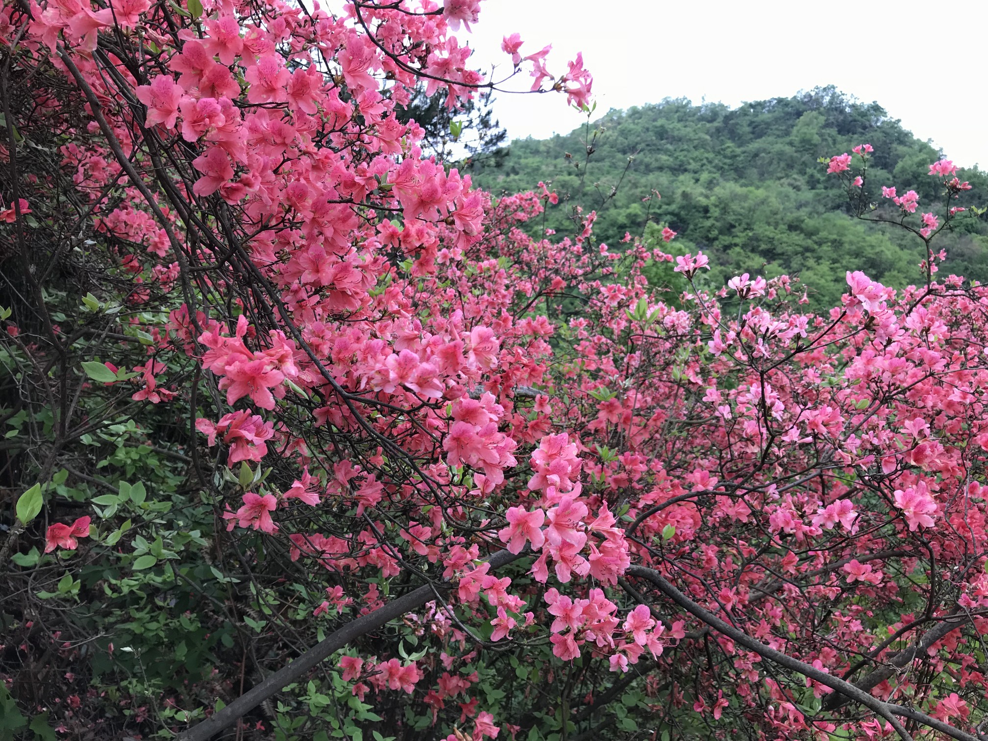 富阳云台山映山红-杜鹃