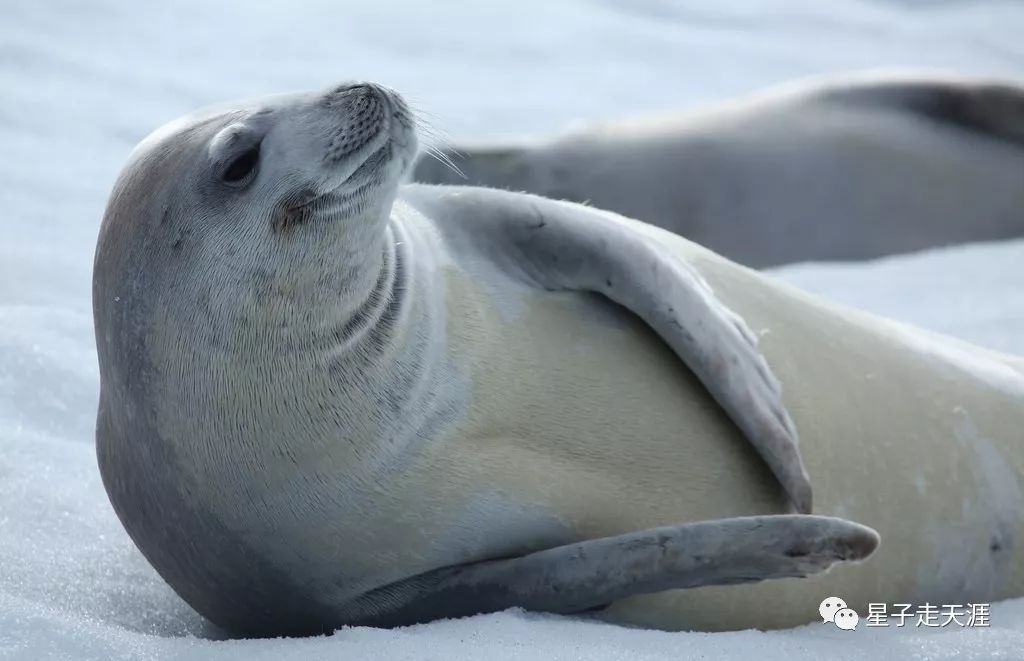 南极洲 自由行攻略                     这个家族里面的海豹,海狮