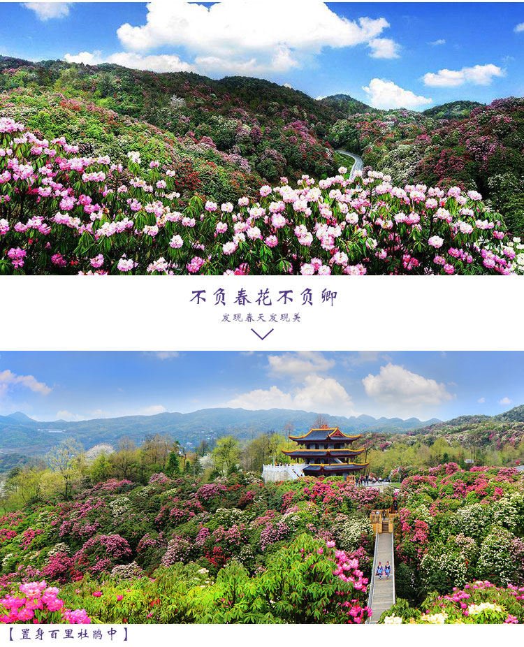 贵州毕节市百里杜鹃花海纯玩一日游地球彩带原生杜鹃林观一树不同花