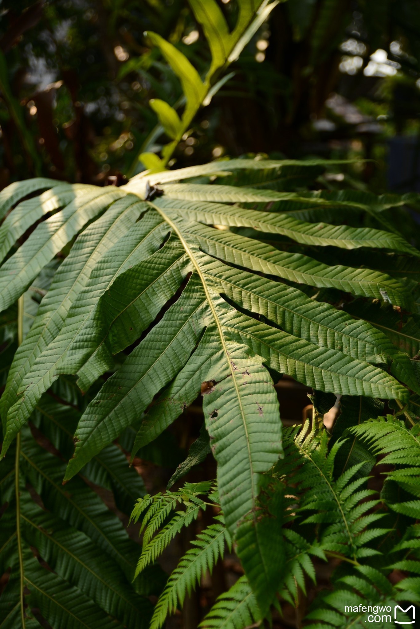 植物龙老总(2)