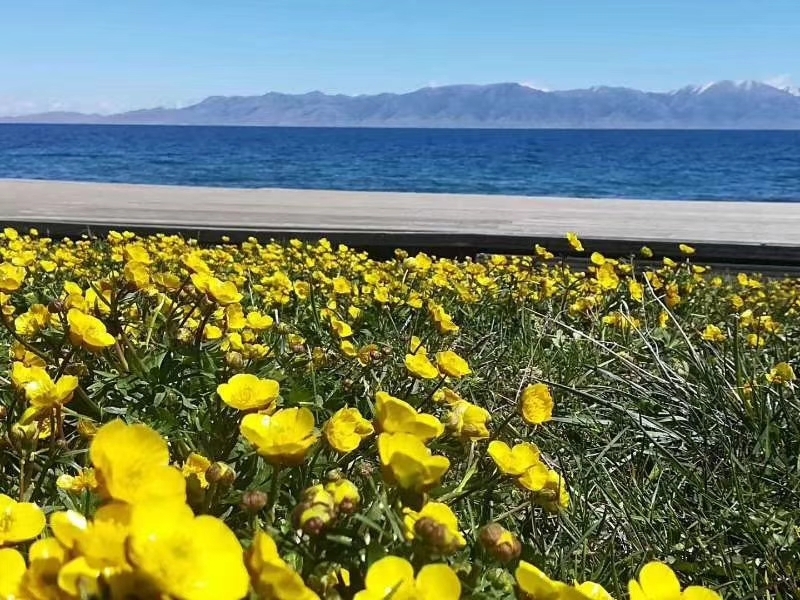 新疆的野花开了,你还在家里看家花吗,乌鲁木齐旅游攻略 马蜂窝