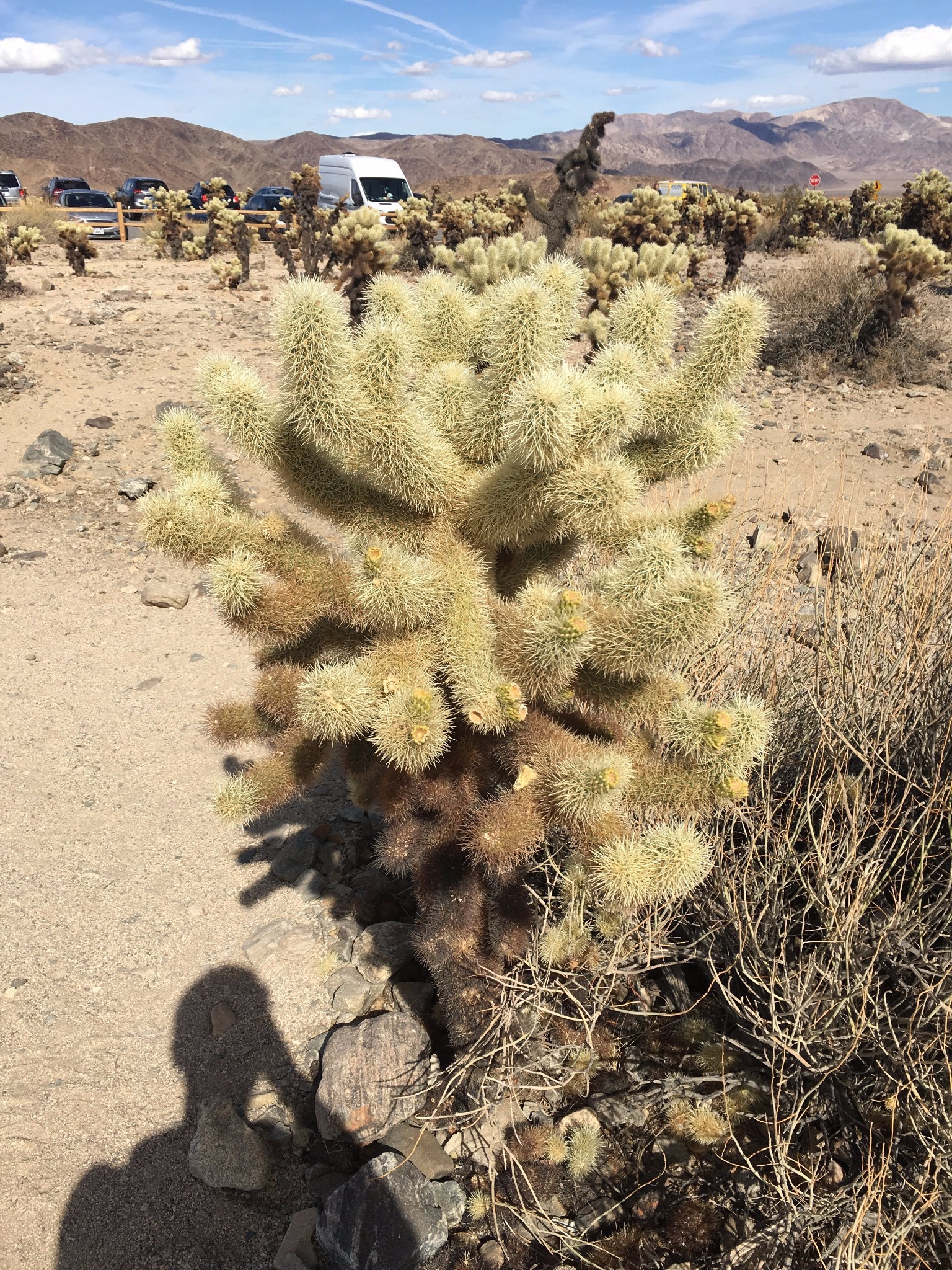 cholla cactus ga