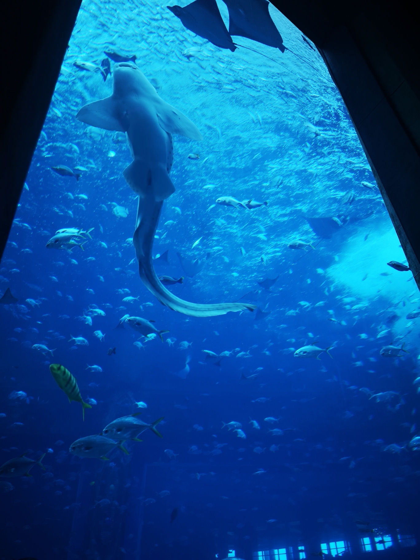 8月三亚亚特兰蒂斯水族馆2小时,梦幻的…水世界4小时