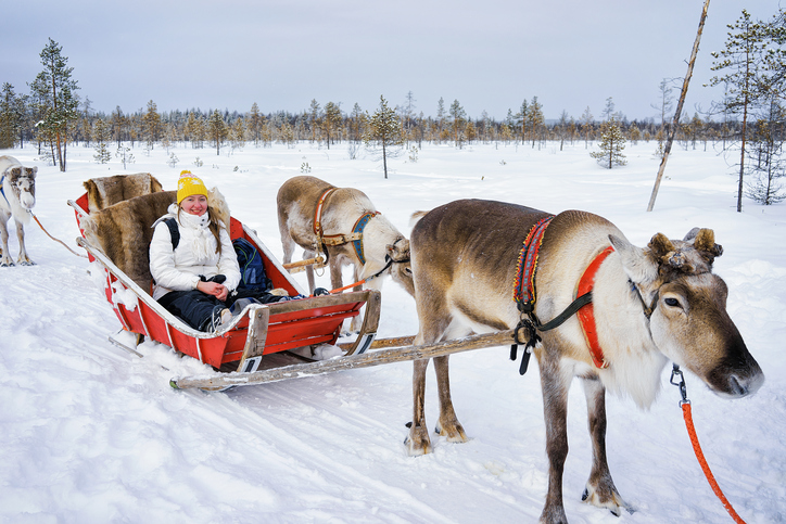 芬兰萨利色尔卡传统驯鹿拉雪橇体验