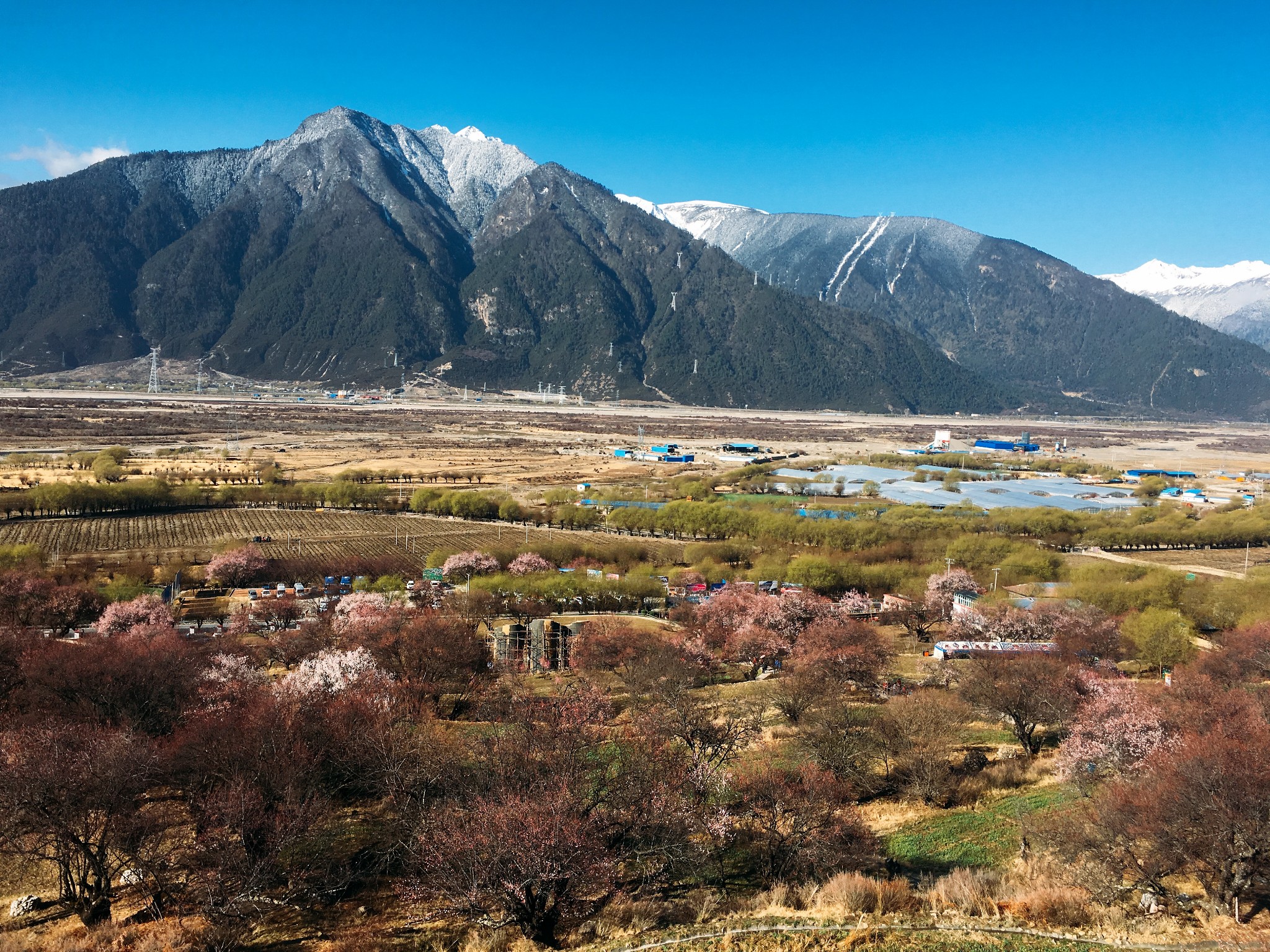 波密岗乡林芝云杉林 游记