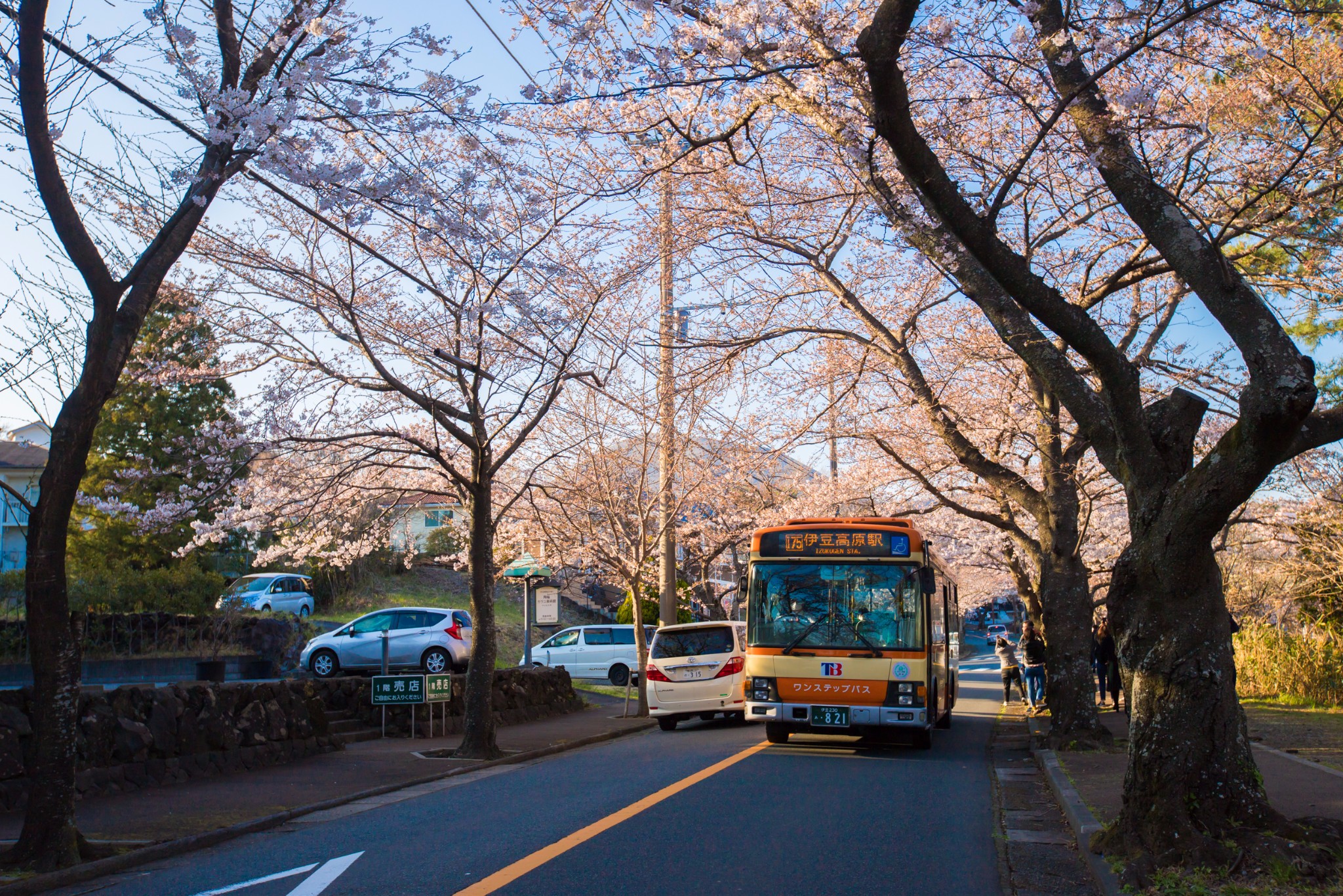 伊东伊豆高原场樱花树游记 伊豆高原场樱花树旅游攻略 伊豆高原场樱花树自助游游记 马蜂窝